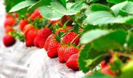 大棚草莓爆料视频播放大全,揭秘草莓生长全过程，海量视频一网打尽