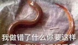 黄鳝自慰在线观看,探索动物性行为之谜